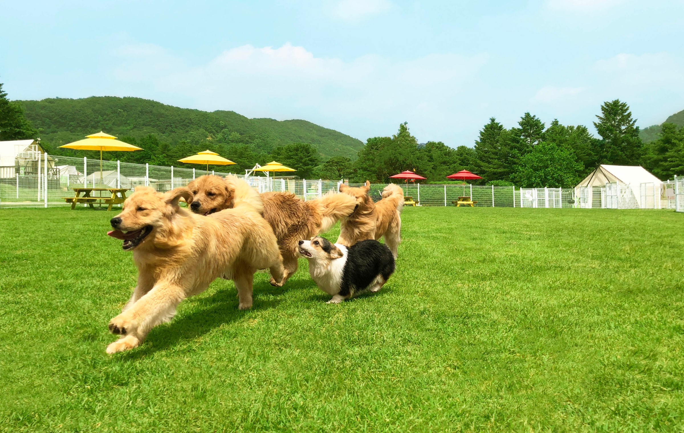 Gold Pet Resort