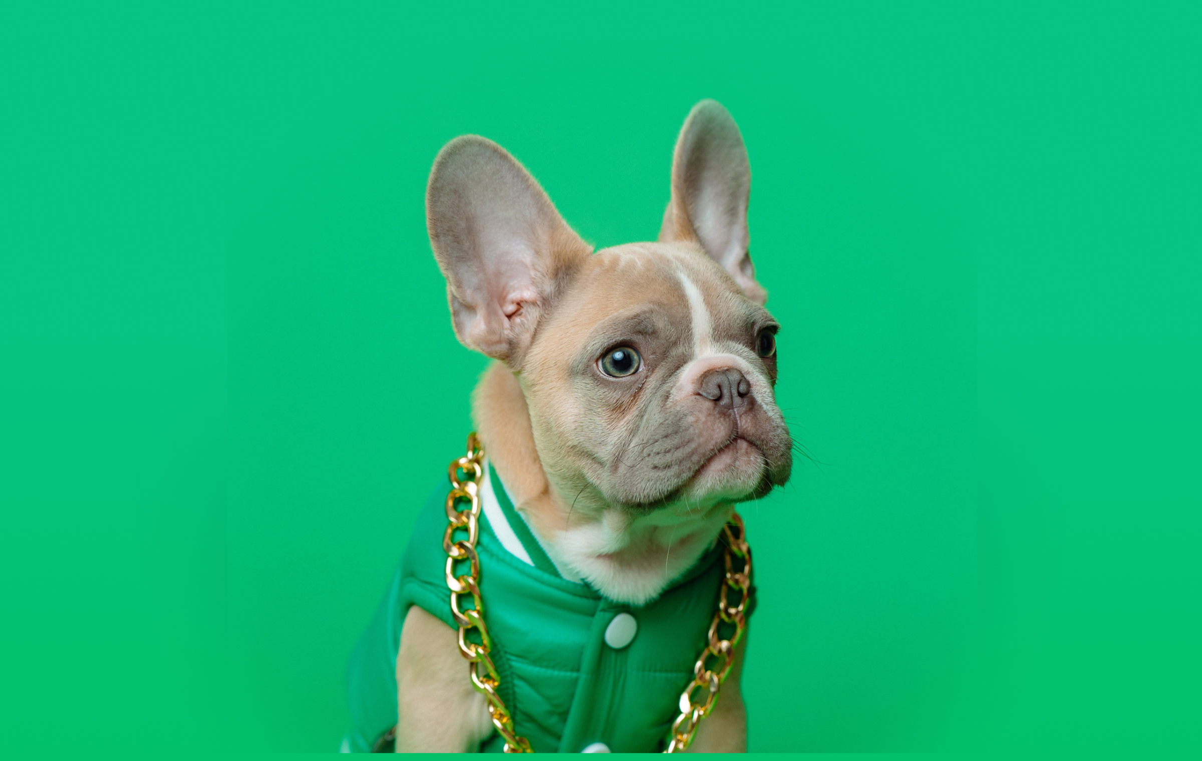 [Essential Pension Tips] EP.1 Pet-Friendly Pensions
