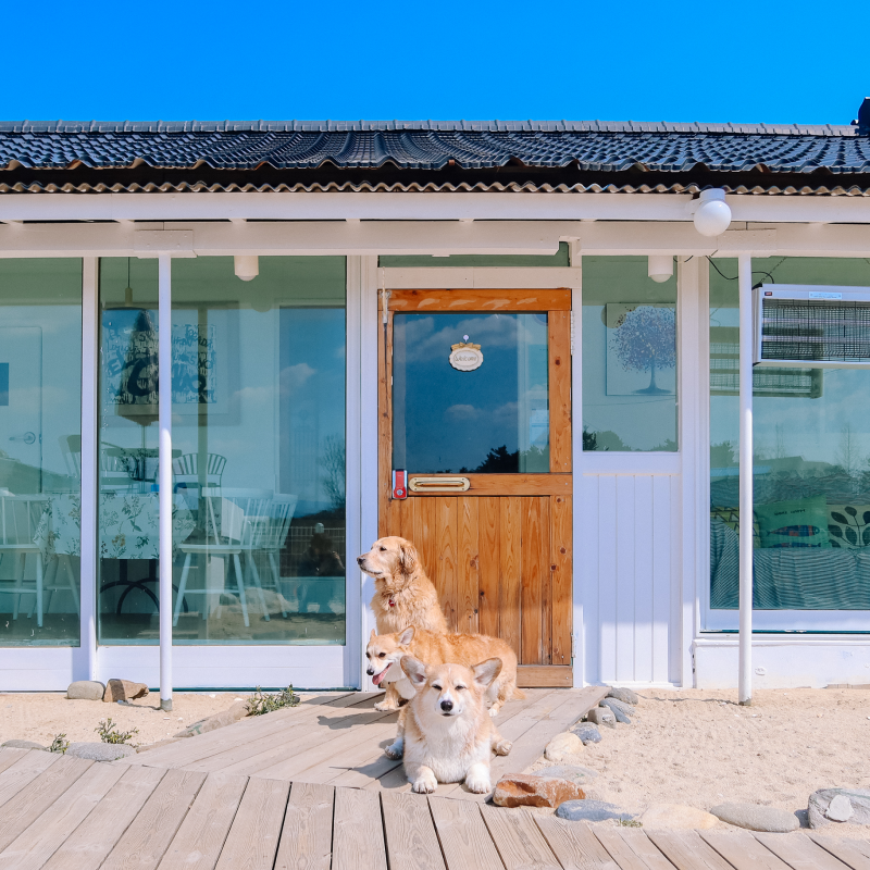 El Camino: A Beachside Pet-Friendly Pension in Gangneung